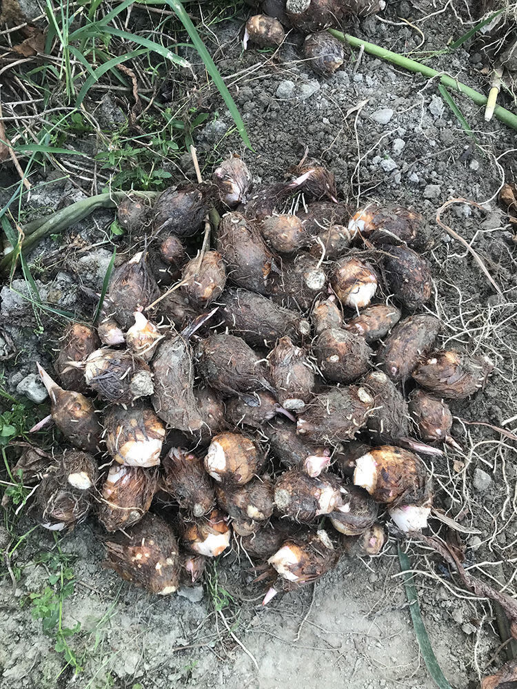 【年货精选】韶关乐昌芋头张溪小芋头新鲜蔬菜现挖炮弹芋头仔自种槟榔