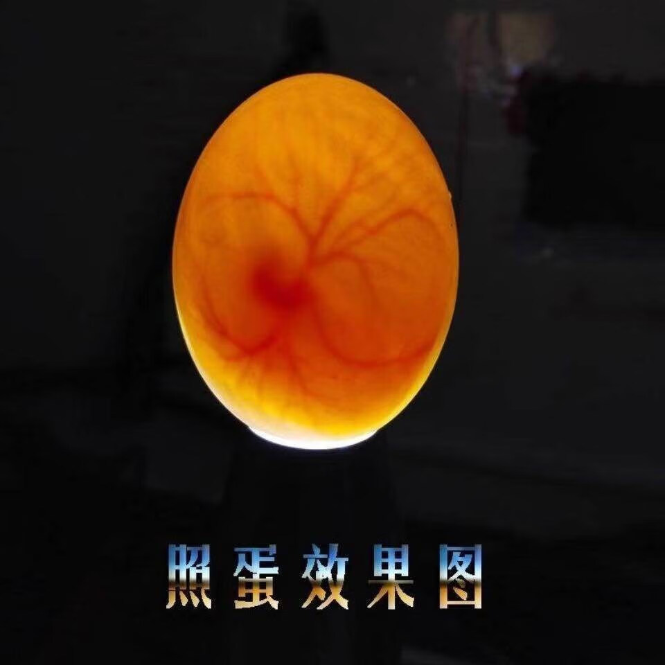 正宗的圆环元宝鸽子美系大体摩登受精蛋鹦鹉蛋受精可孵化25斤雪花圆环