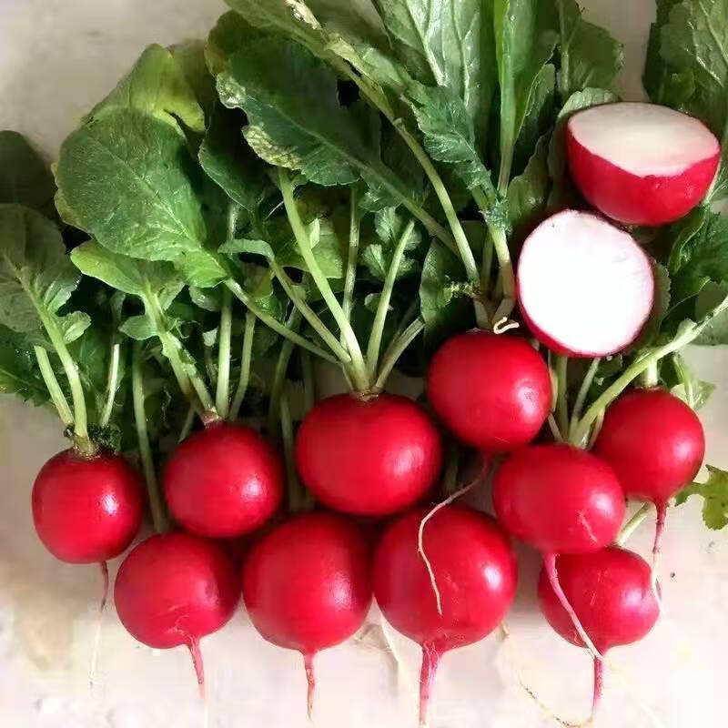 东北特产新鲜小萝卜菜小圆萝卜小红罗卜时令蔬菜蘸酱菜1-5斤 3斤