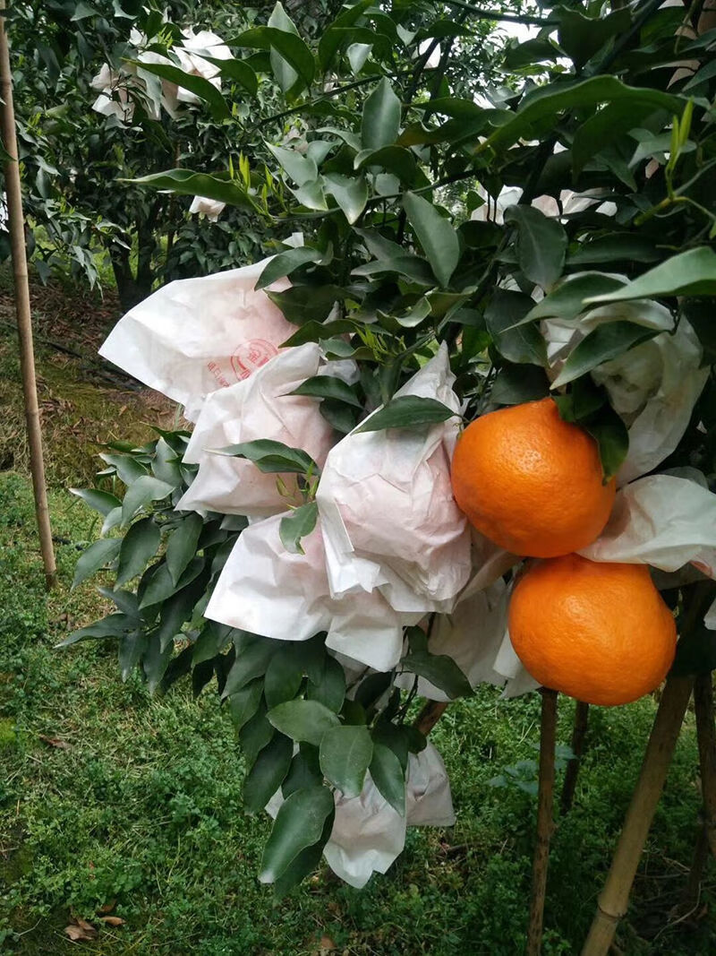 春见耙耙柑柑橘套袋专用袋防鸟防虫袋脐橙红美人果袋防水防雨纸袋