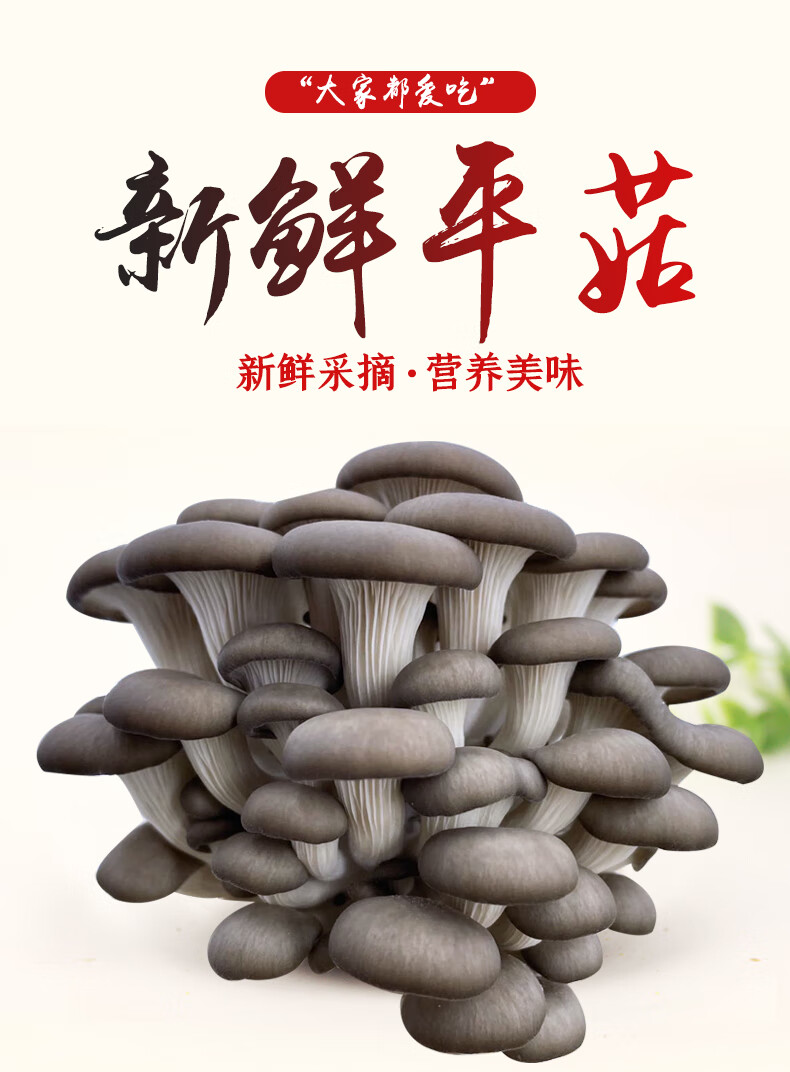 新鲜平菇蘑菇食用菌菇蔬菜食材非菌包种植包侧耳糙皮蚝菇新鲜平菇三斤