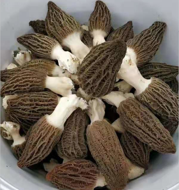 五折羊肚菌新鲜1000g云南特产野生羊肚菇蘑菇头茬食用菌煲汤非干货