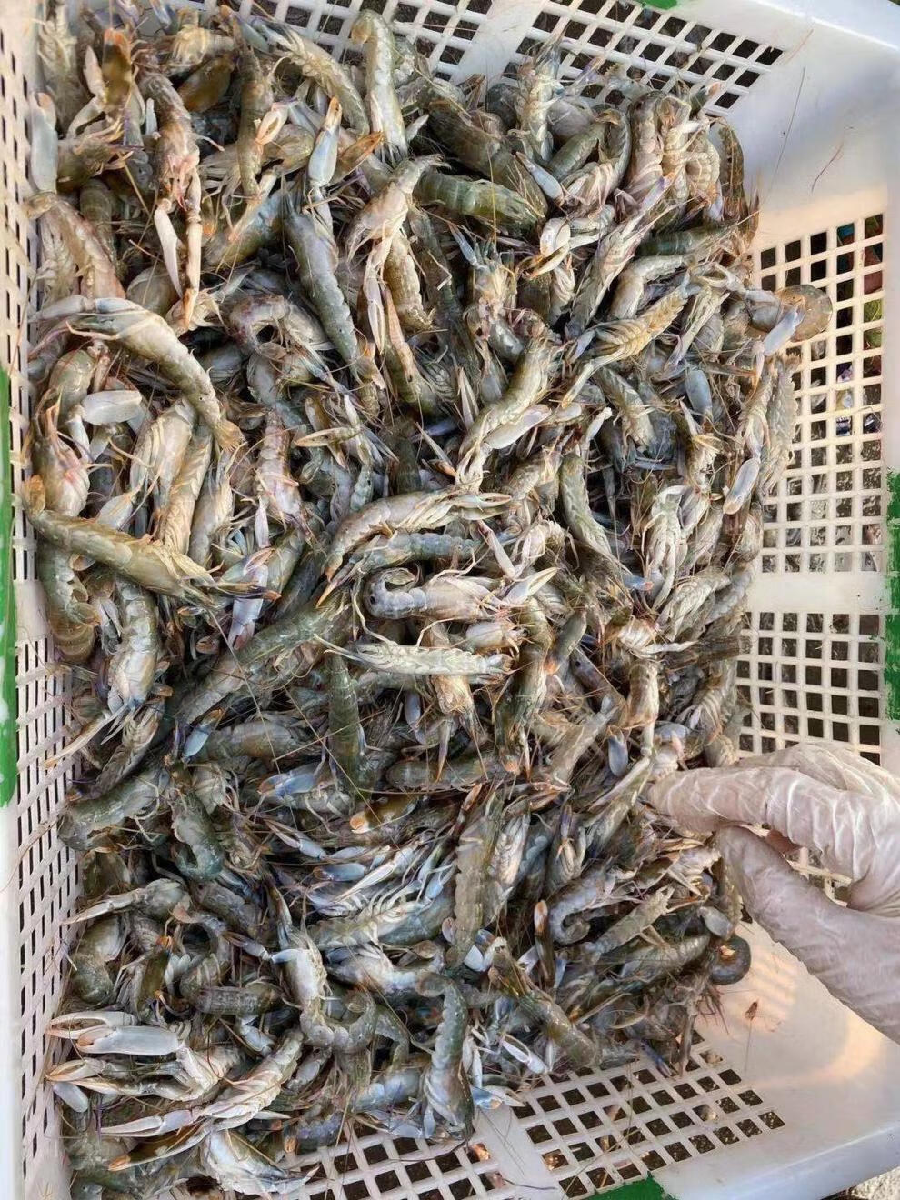 夹板虾鲜活狗虾新鲜嘎巴虾呛虾海鲜水产海虾鼓虾生冻大花虾 康胜谊