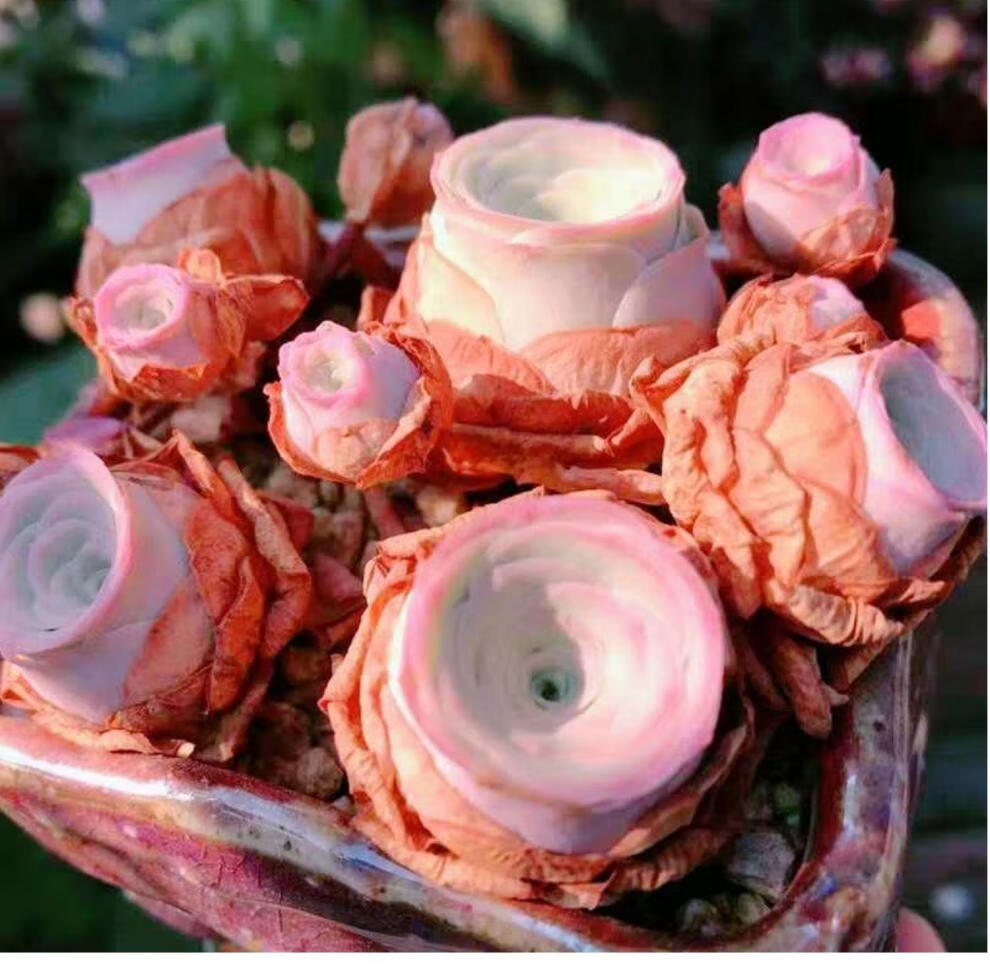 山地玫瑰小情书/粉嫩多头老桩/多肉植物稀有品种阳台 手捧花型5cm