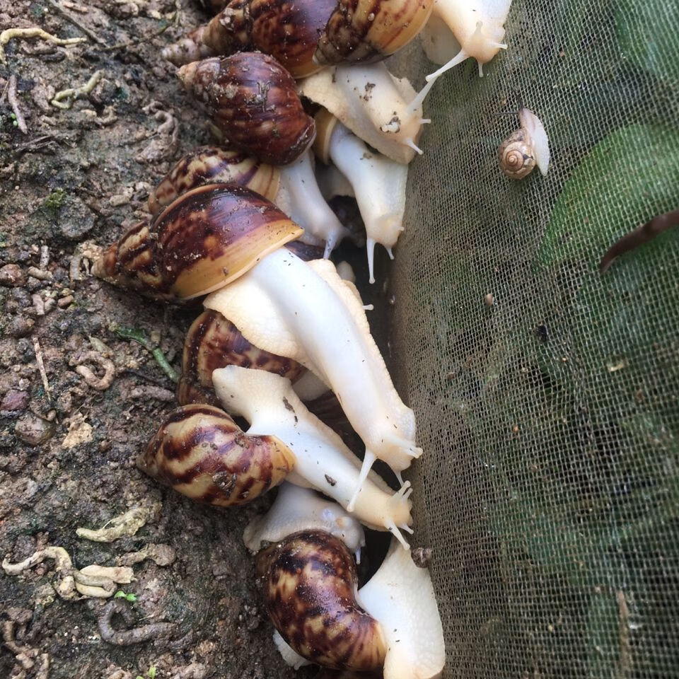宠物白蜗牛餐饮鲜活白玉蜗牛活体食用,龟鳖蛋白饲料,养殖场直供 1斤