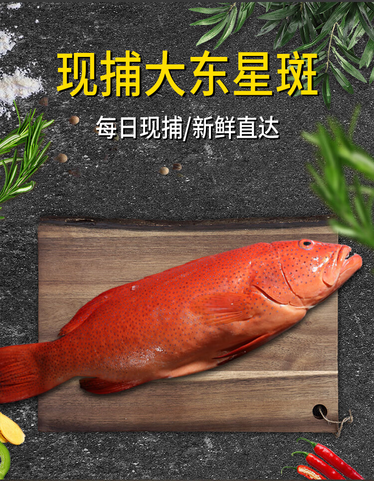 碧浔泽畔鲜活红东星斑燕尾斑石斑鱼活鱼生鲜水产送礼优选北京上海广州