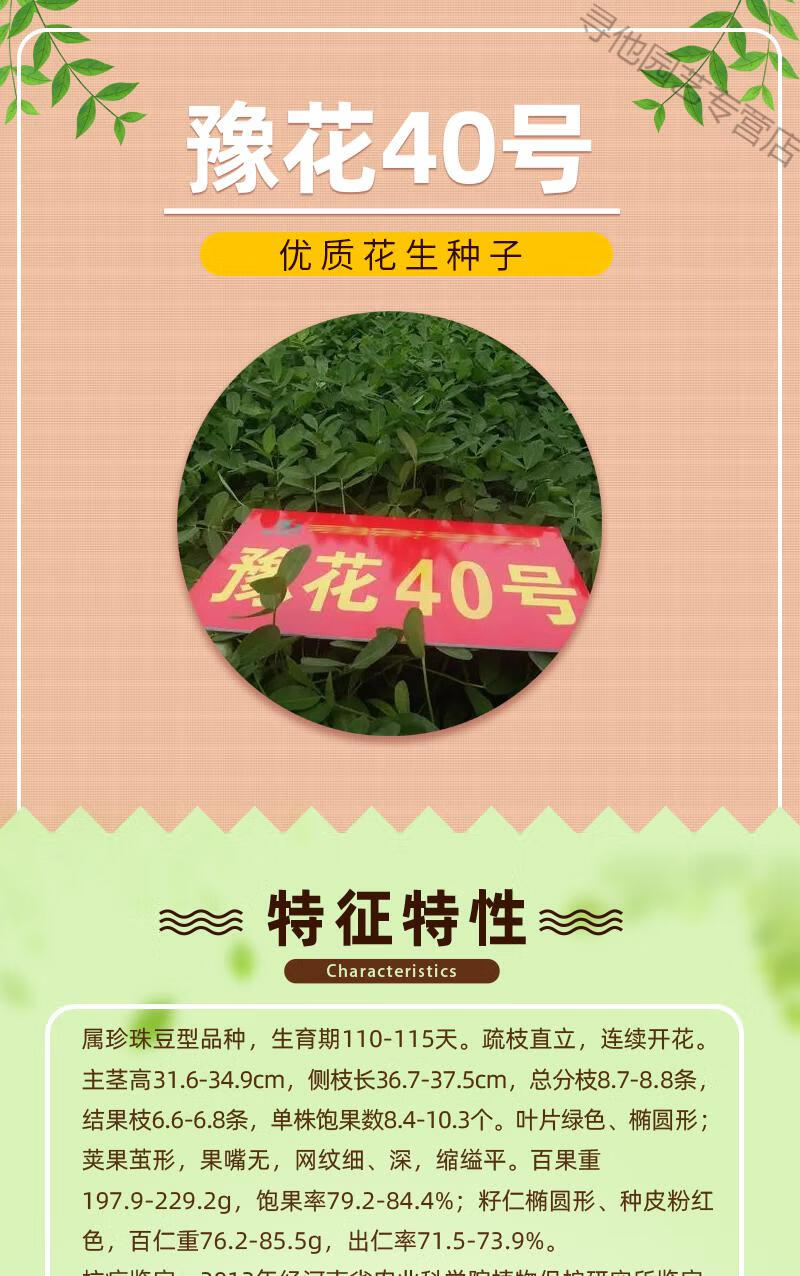 豫花40薄皮大新品种米新品种花生种子榨油薄壳好吃农科院新货抗旱5斤