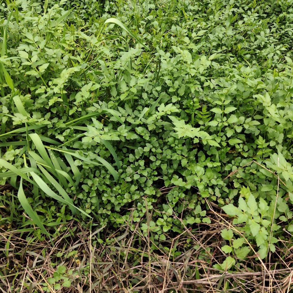 野生水芹小叶水芹菜湖南特产时令蔬菜野菜现摘现货香野水芹菜 2斤