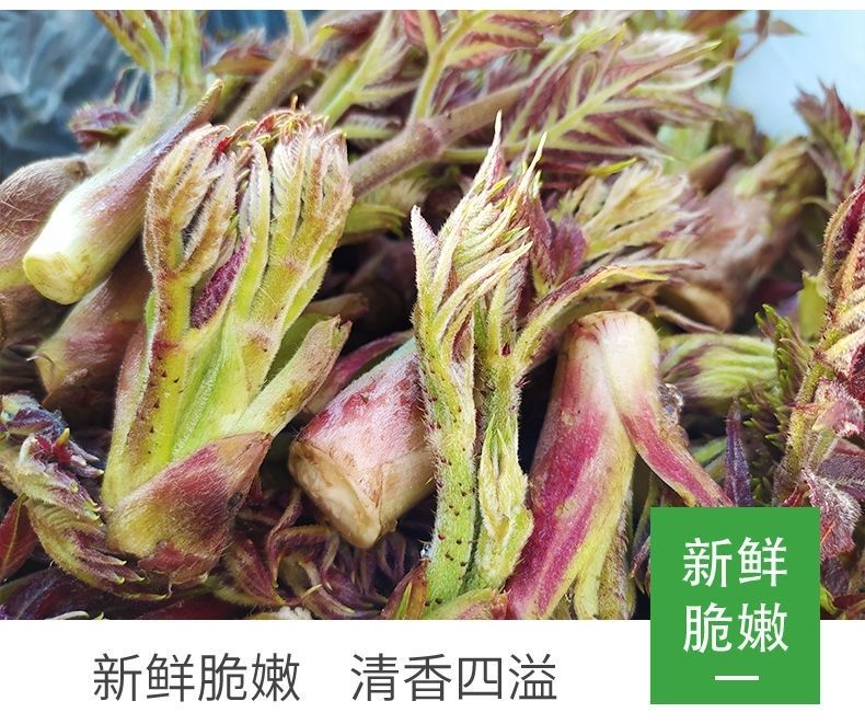 刺龙芽1斤新鲜蔬菜刺龙苞刺嫩芽现摘现发当季下饭菜5斤顺丰五斤装刺龙
