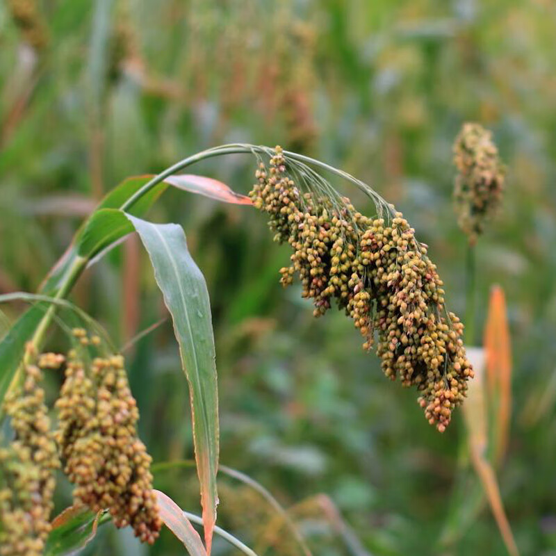 山西大黄米种子带壳糯米谷沁州黄产地软米粽子米扫把笤帚糜子黍子糜子