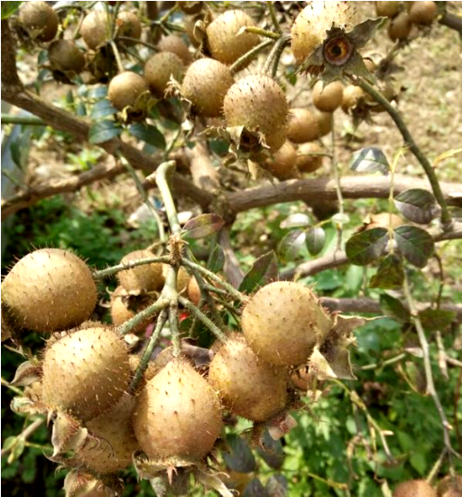 采缇 新鲜刺梨无籽金刺梨水果刺梨野果土特产刺梨鲜果刺梨果新鲜5斤装