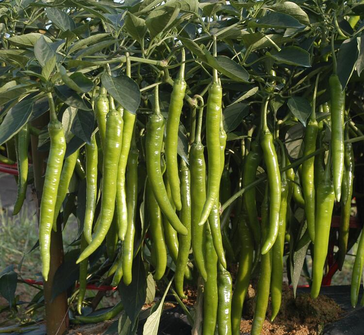 时艺日本坂田公司线椒种杭椒一号七号种子鸿福8号辣椒高产抗病黄绿色