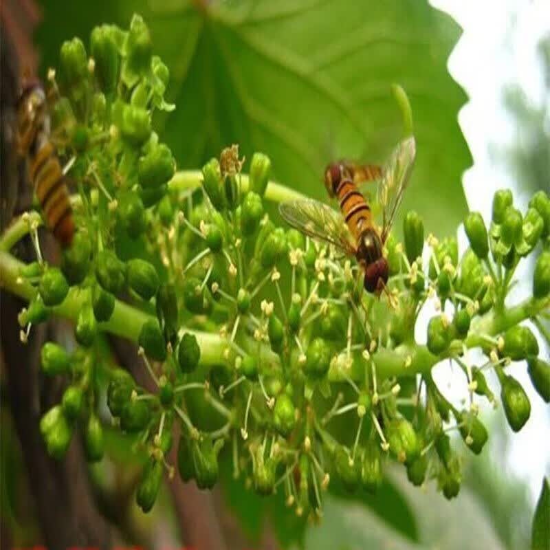 新品种小蜜蜂葡萄苖南方北方盆栽爬藤果树苖四季种植葡萄树苖 4年苗