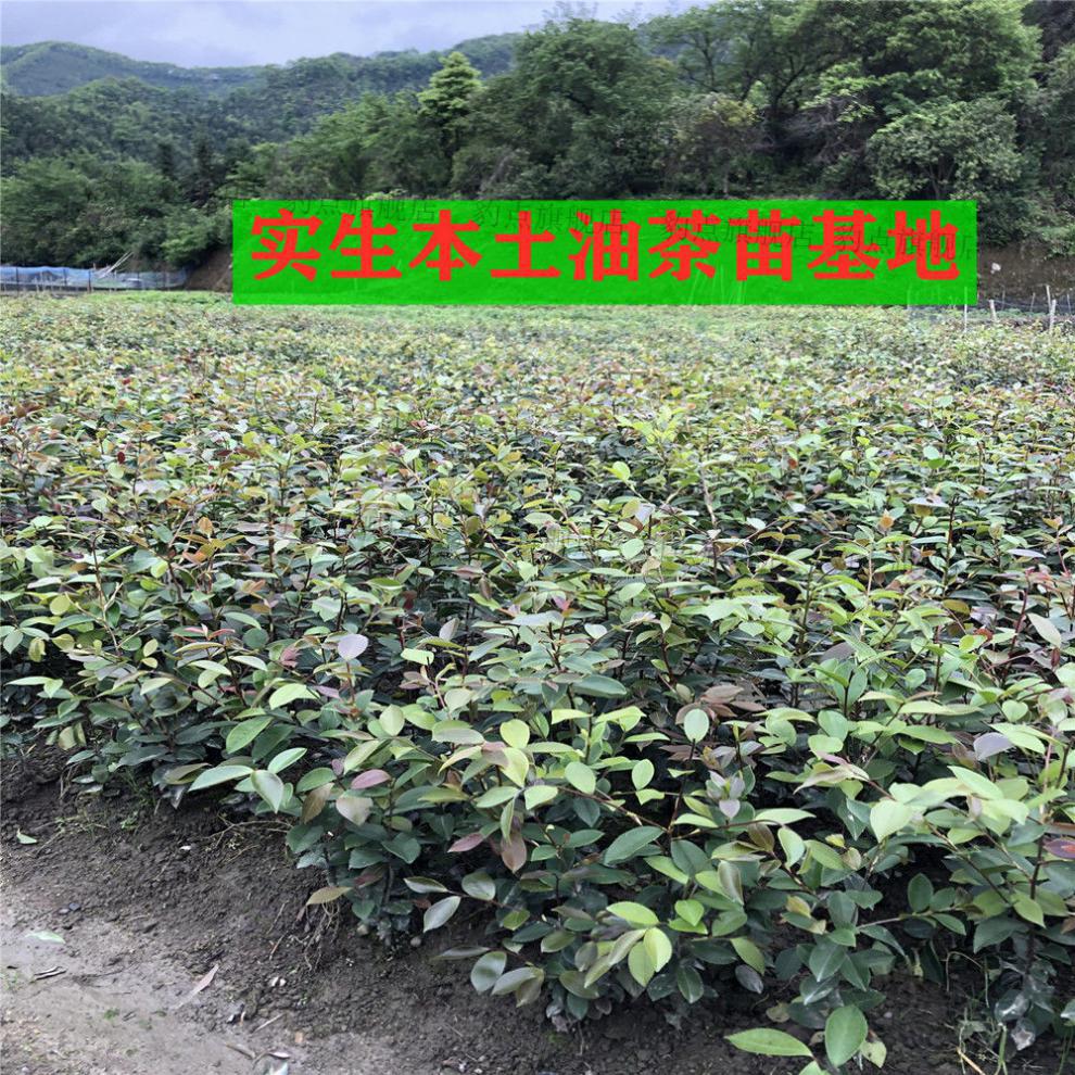 长林高产嫁接油茶树苗批发山茶苗茶子树苗带土杯杂交良种大果白花嫁接
