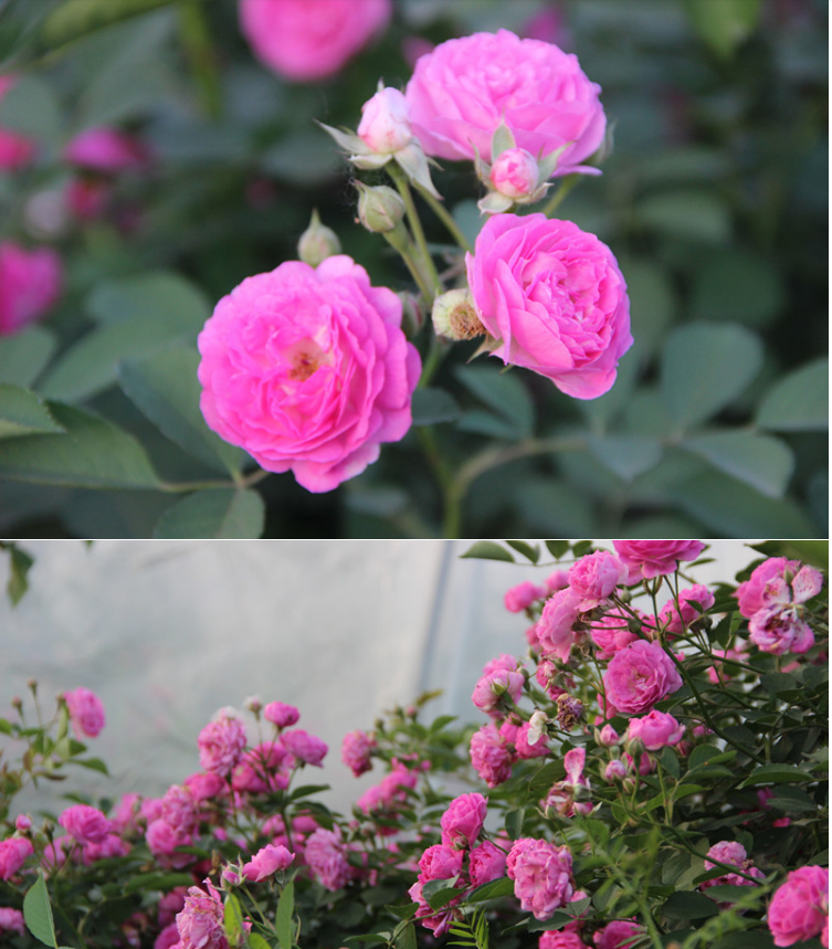 无刺多花爬藤蔷薇花苗十姐妹庭院粉色大花浓香型七姐妹多季开花卉 十