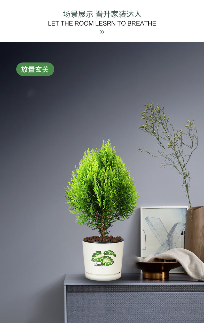 黄金柏盆栽室内柏树盆景绿植办公桌面好养花卉绿植t10黄金柏小清新