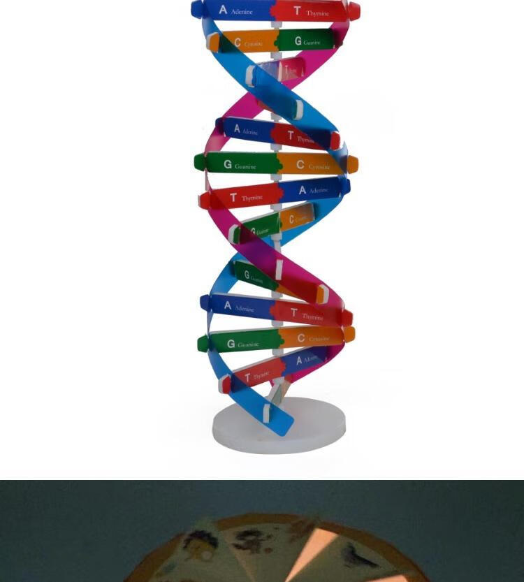 人体基因dna模型双螺旋科技小制作diy生物科学实验器材科普教具通用