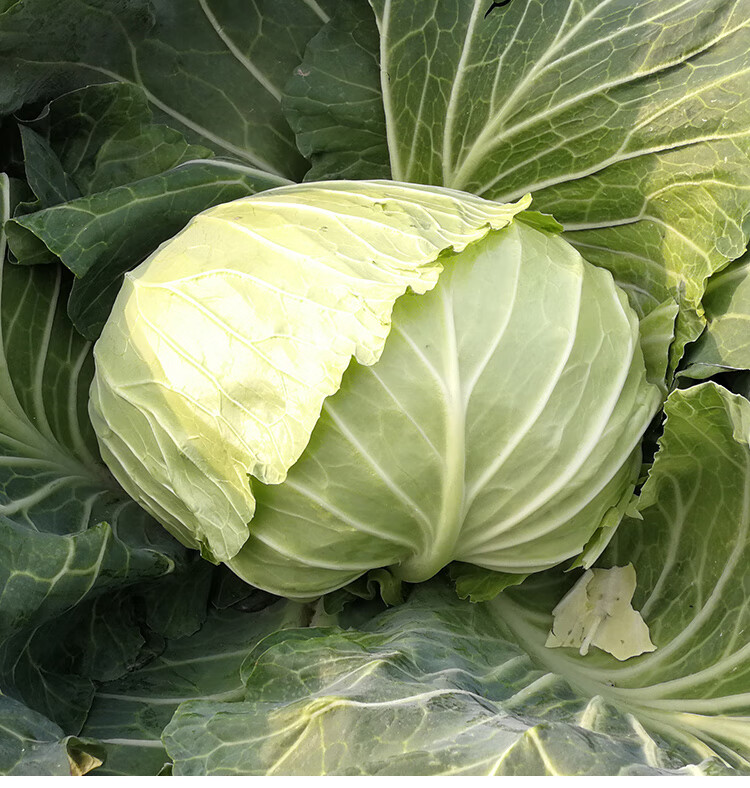 越冬春眠甘蓝种籽子大头包菜苗卷心菜孑冬季耐寒高产耐低温161克简装