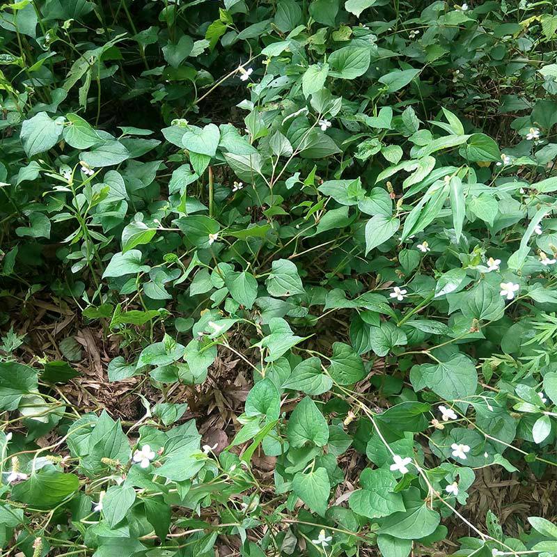 广西野生鱼腥草500g新货干货农家自晒中草药拆耳根鱼星草泡茶凉茶亳飨