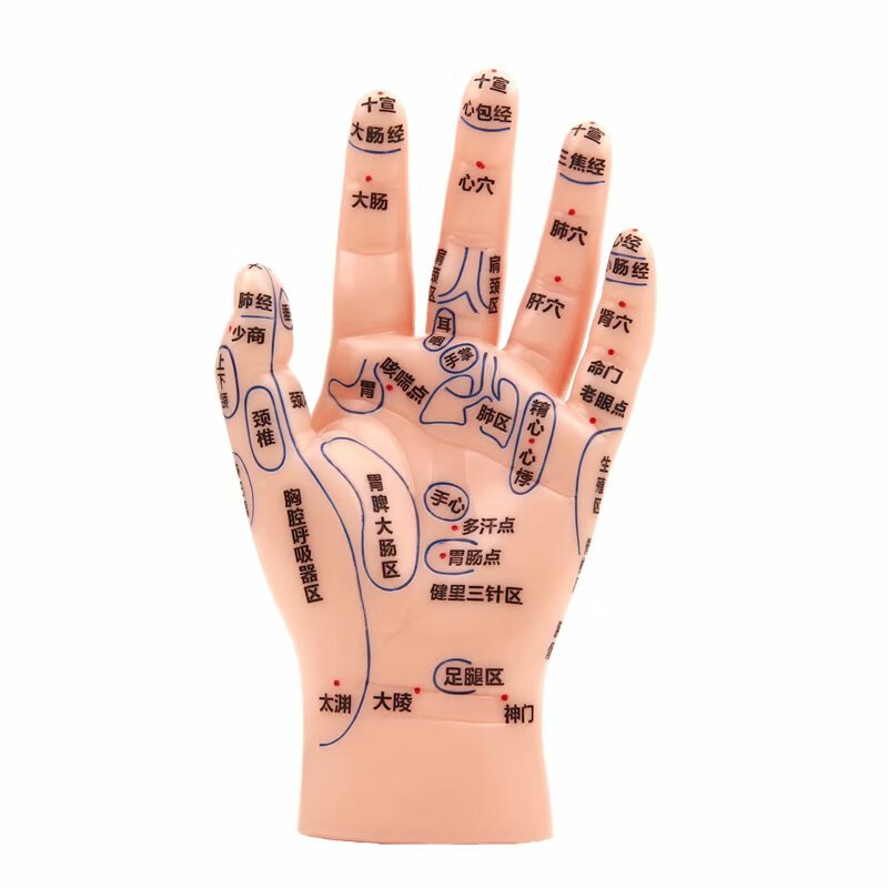 伊冉香约手部模型高清穴位部模型针灸推拿手部反射区儿童手部模型