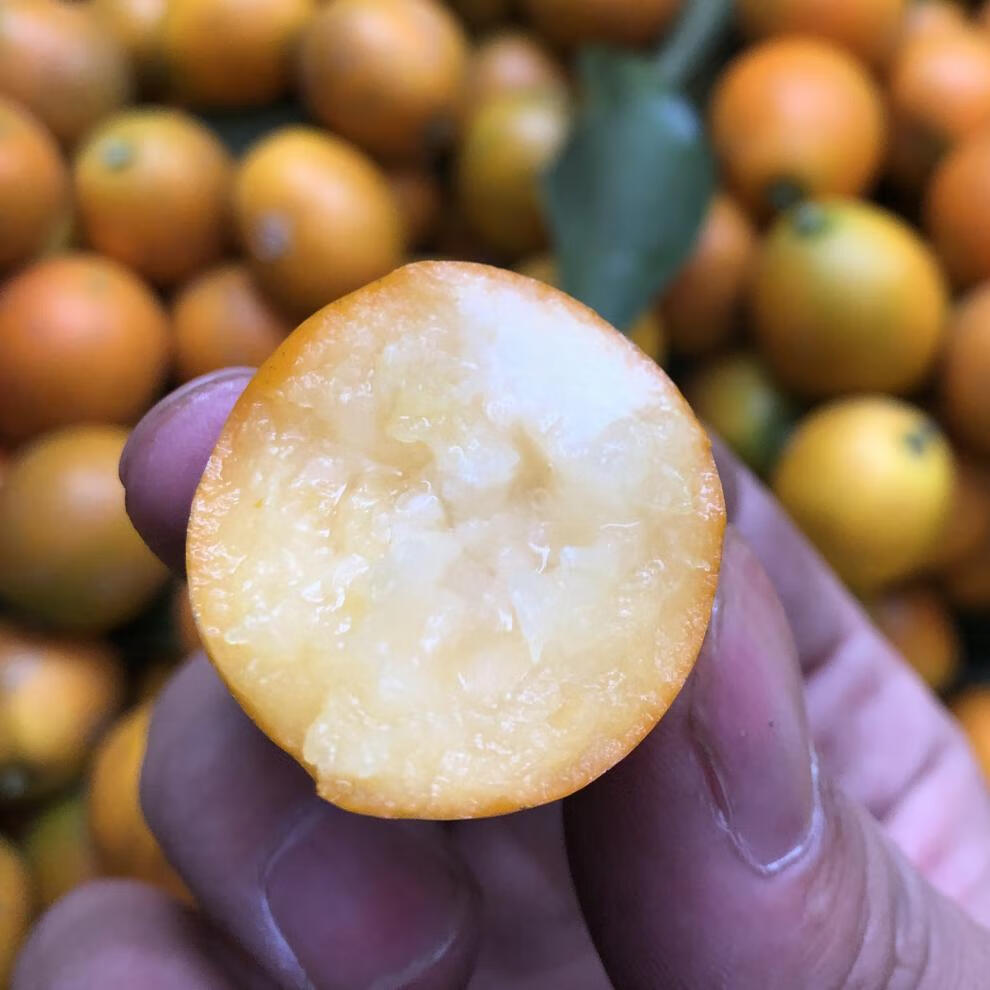 广西融安第三代脆蜜金柑金桔5斤装新鲜现摘纯甜水果第三代脆蜜6号果约