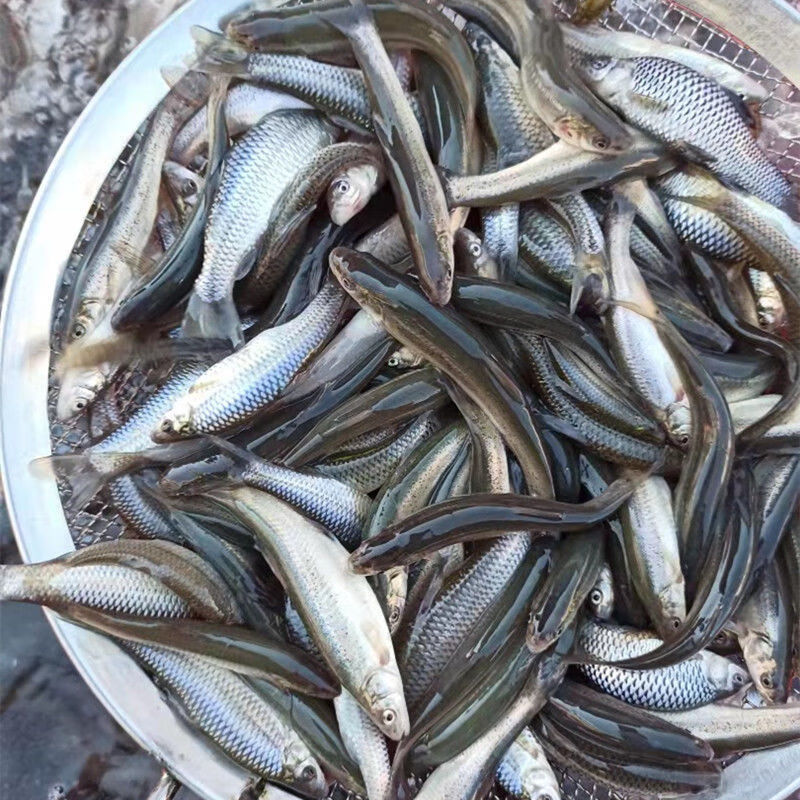 lism黑龙江特产野生鲜活麦穗鱼小杂鱼2斤3斤野生麦穗鱼