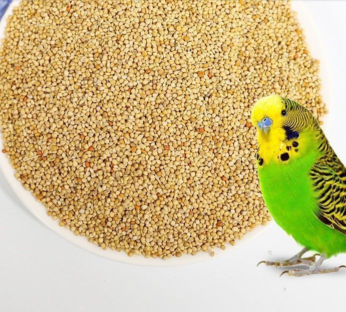 新黄谷子鸟食虎皮鹦鹉饲料玄凤谷子牡丹粮食文鸟带壳小米黄雀鸟粮 黄