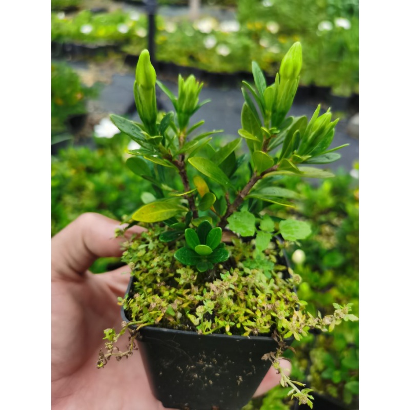 老桩七叶莲 梅青596【图片 价格 品牌 报价】-京东