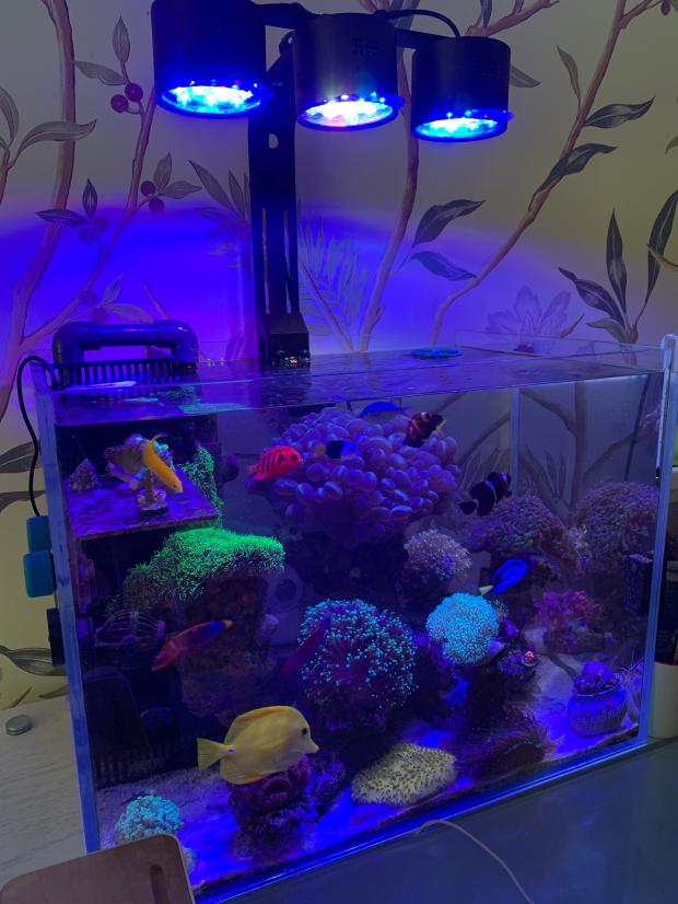 2022新款海水缸灯珊瑚leddiy蚂蚁海缸灯自动日出日落led海水珊瑚灯微