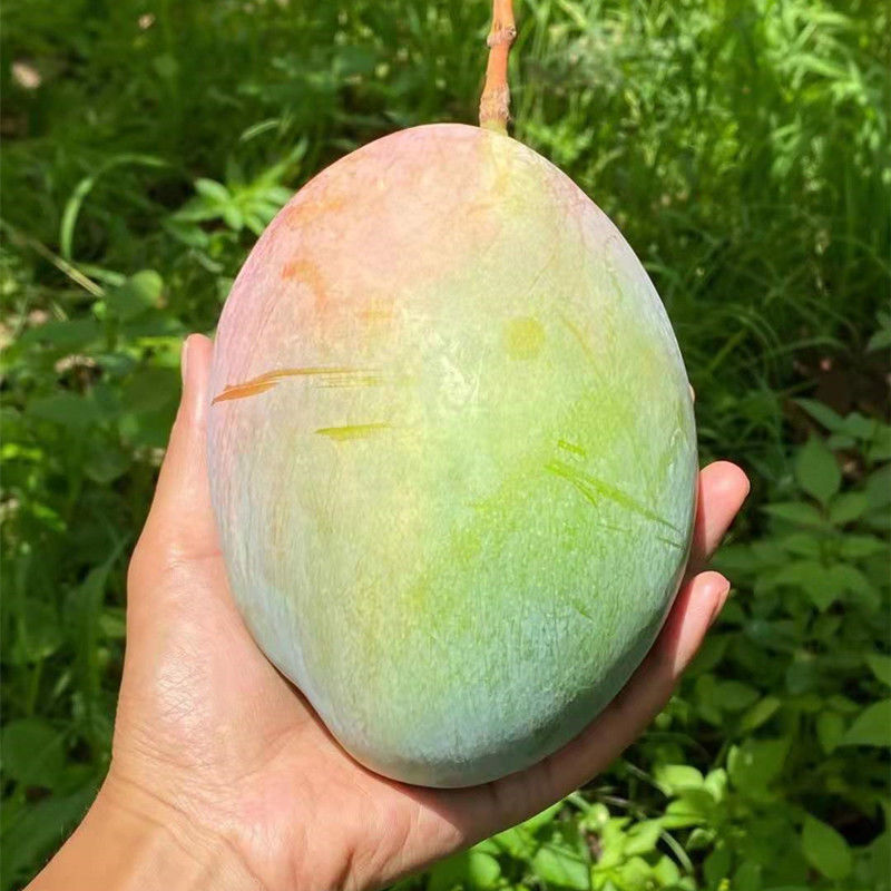 四川攀枝花凯特芒新鲜水果大青芒果3斤大果