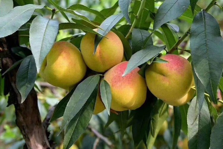 湖北三湖锦绣黄桃大果爆汁脆甜软甜新鲜水果现货孕妇水果 8斤【图片