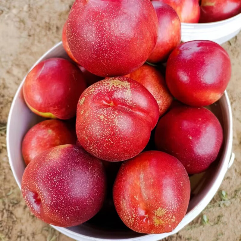 【京鲜配送】大连黄心油桃 当季现摘现发 新鲜孕妇水果 脆甜麻点桃子