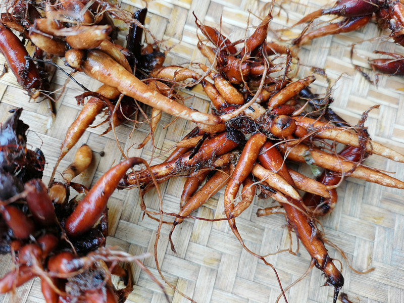 贵州农产品草药红活麻根 中药材红禾麻红火麻小红麻纯根干货500克