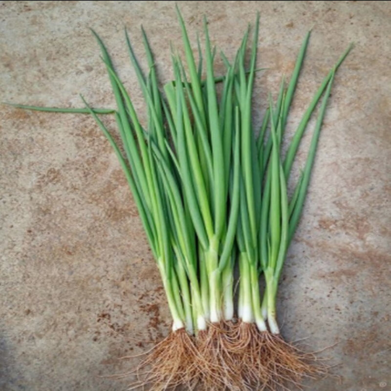 悠妃新鲜香葱山东蔬菜窝葱农家自种陆地嫩青葱卷应季蔬菜 2500g【图片