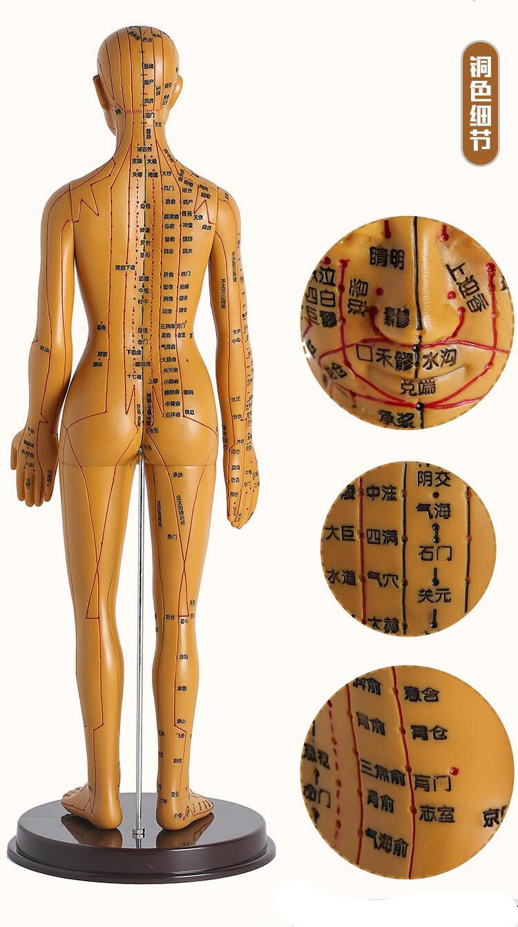 针灸铜人人体模型中医经络针炙穴位模型全身小人可扎针练习皮肤教学