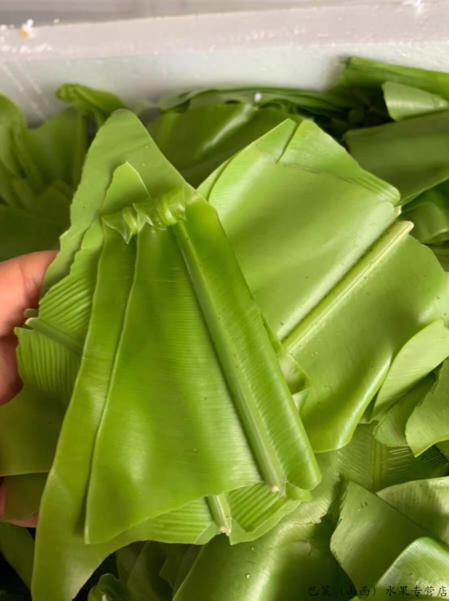 (顺丰冷链/现货速发)新鲜山苏叶 山苏菜 鸟巢蕨 西餐菜 酒店特色菜山