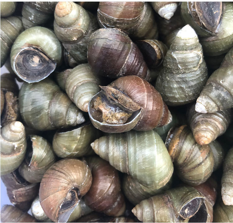1件4斤清水新鲜田螺鲜活石螺包活泥螺免洗活体螺蛳粉螺丝肉脆螺4斤