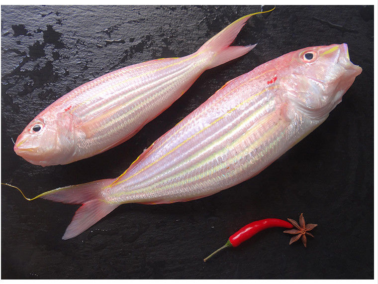 海钓大金丝鱼冰鲜长尾成年金线鱼海产品新鲜冰冻红杉鱼腾旺纳跃金丝鱼