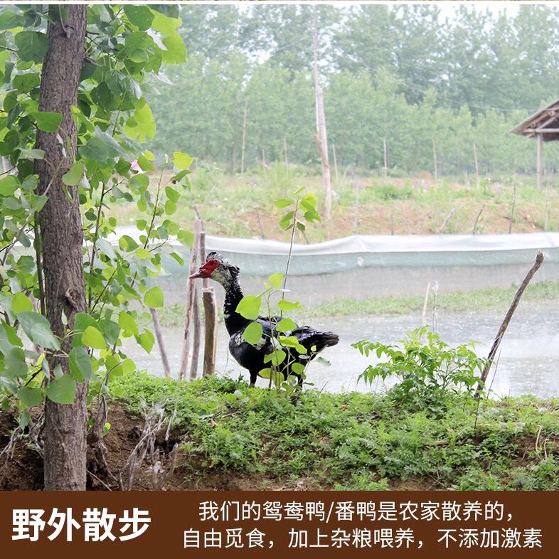 两年散养番鸭红头鸭屯鸭藤鸭鸳鸯鸭木头鸭洋鸭展志曼智广纳力驰公鸭杀