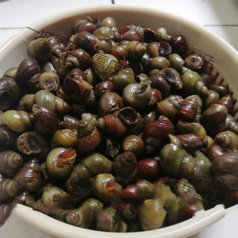 一城脆螺钓青鱼鱼饵鲜活水库池塘活体螺蛳专钓青鱼一捏就碎钓鱼螺大物