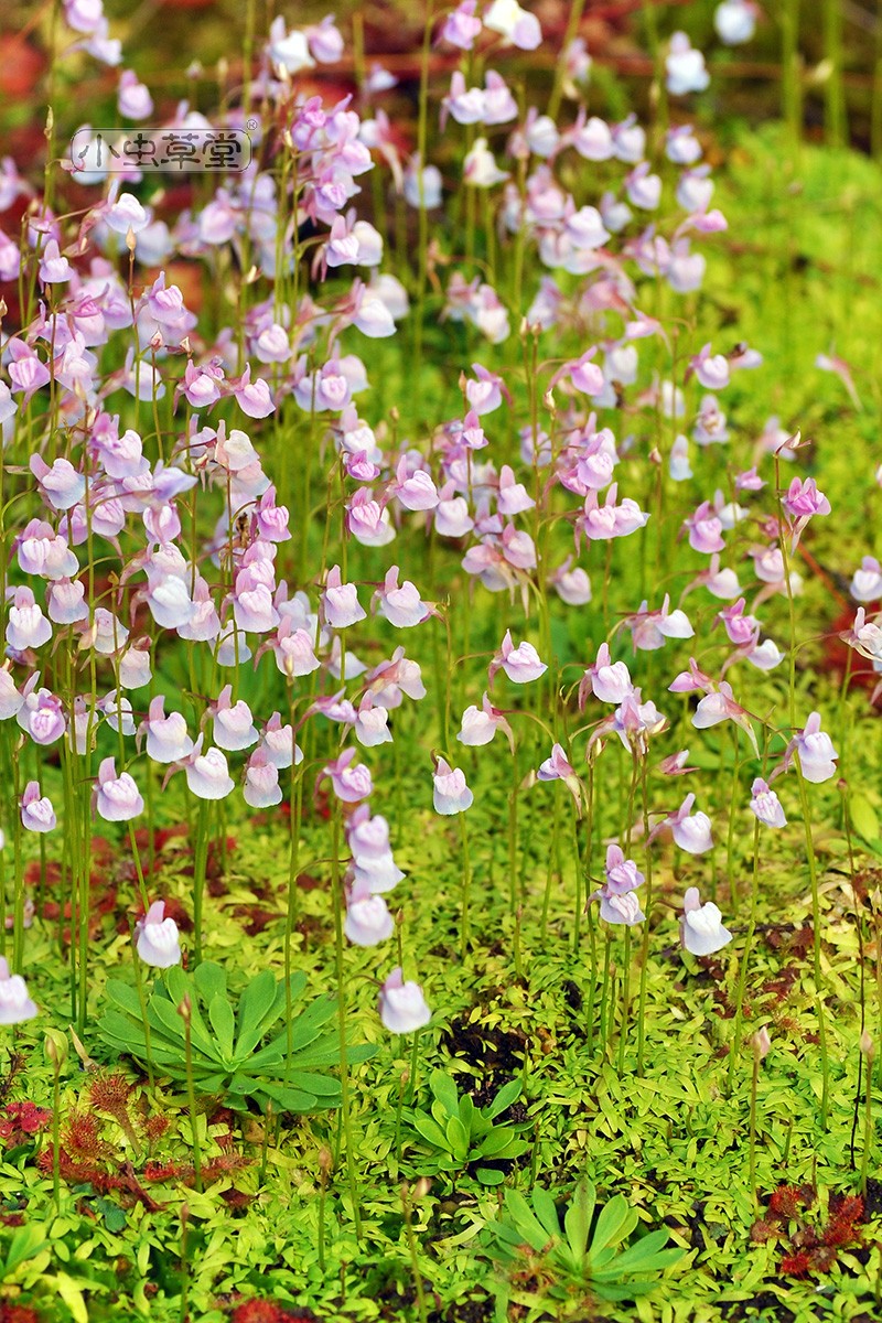 植物盆栽小白兔子食虫草蓝挖耳草水养水培生花卉 长叶狸藻叶长10-20cm