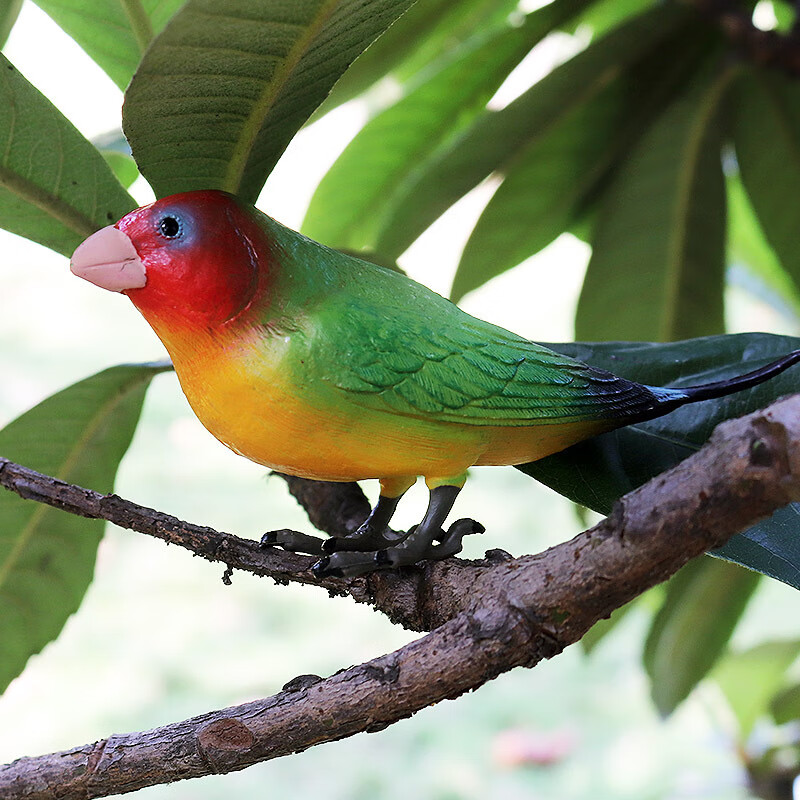 PL127-1248大鹦鹉