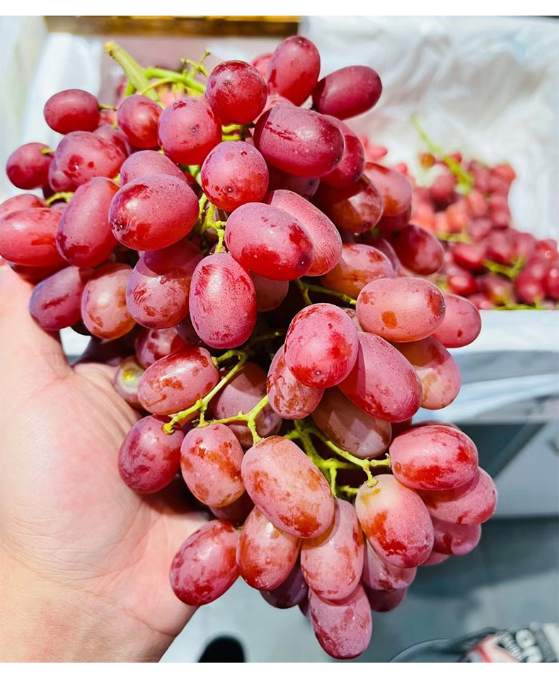 顺丰克瑞森无籽红提3斤新鲜水果克伦生葡萄