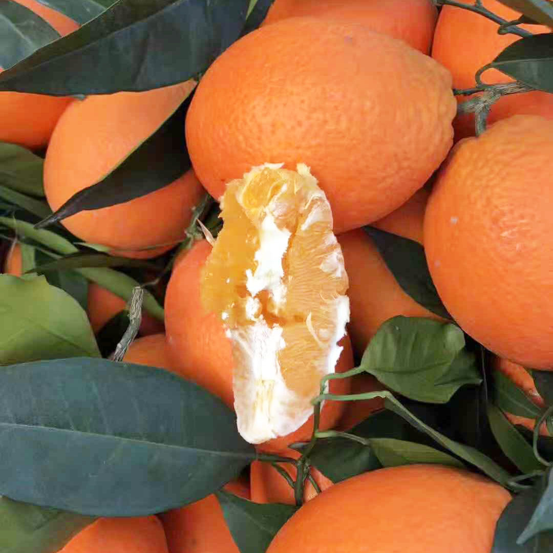顺丰直达正宗重庆奉节脐橙当季福本水果新鲜20斤现摘现发多汁超甜手剥