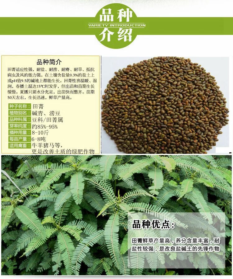 芗苒田菁种子盐碱土壤改良绿肥果园种植紫云英紫花苜蓿苕子百慕大草花