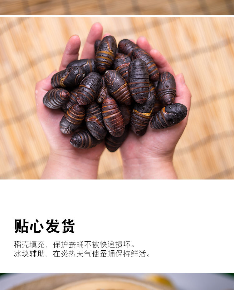 东北特产大黑茧蛹柞蚕蛹新鲜蝉蛹黑大个活体茧蛹活茧蛹子黑蛹34厘米
