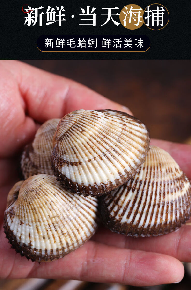 海鲜水产贝类毛蛤新鲜蛤蜊大花蛤贝类血蛤大赤贝海毛蛤五斤超值装活动