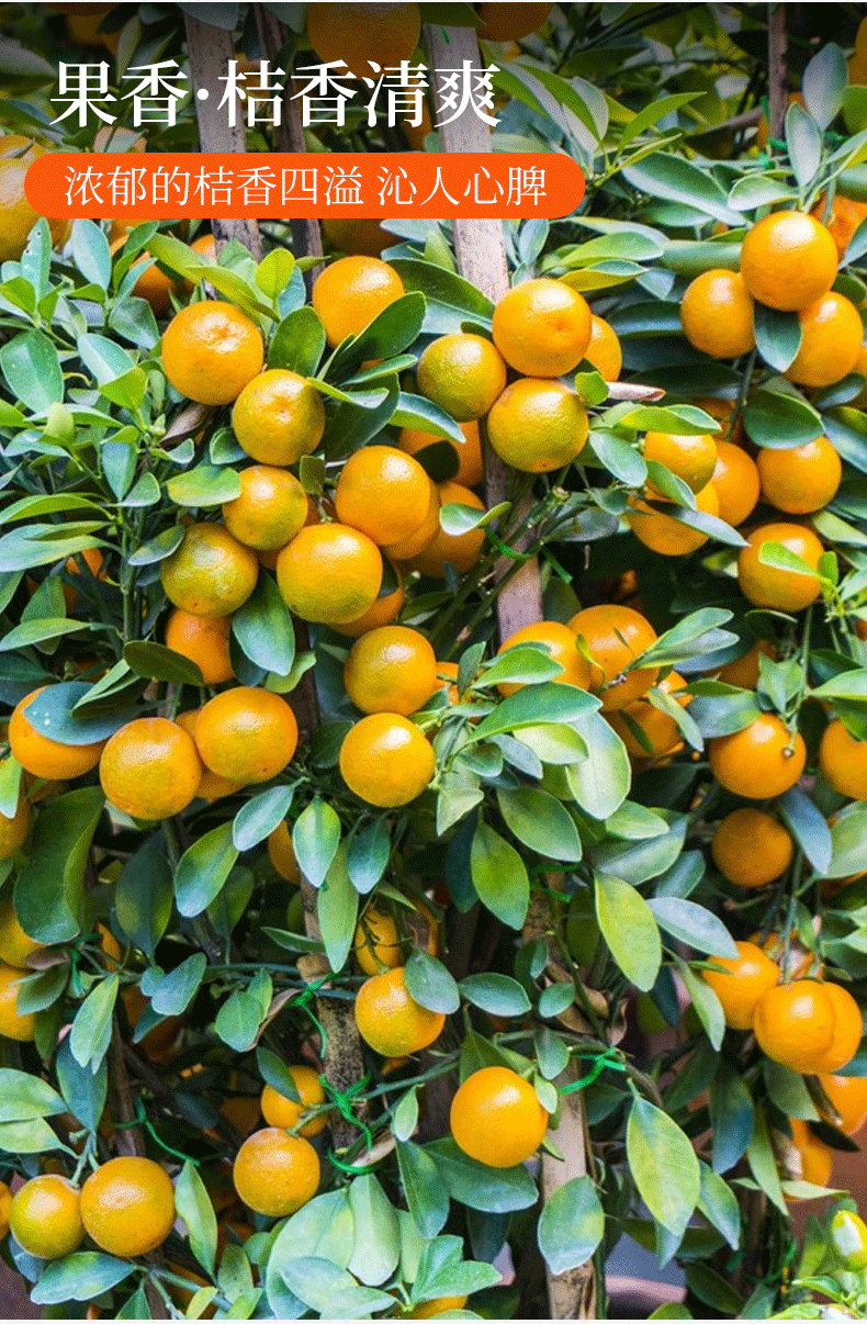 鲜有志(顺丰速发)广西融安滑皮金柑 当季新鲜水果金桔桔子 精美礼盒装
