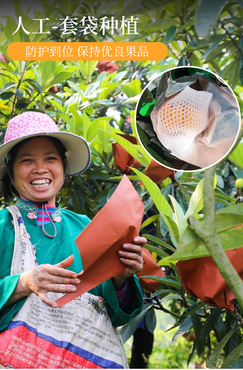 顺丰四川攀枝花米易枇杷新鲜大果水果琵笆果10