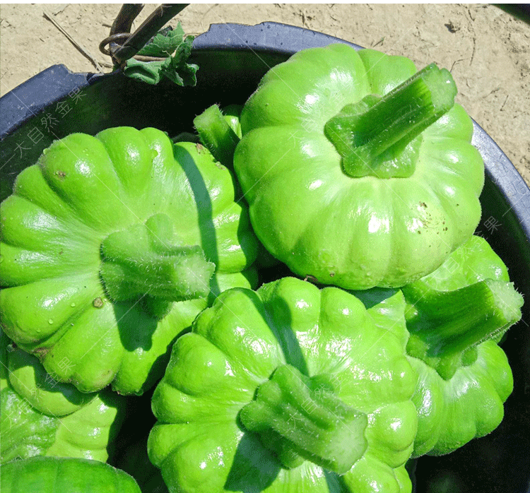 姜柄瓜种子云南小嫩南瓜种籽春夏季早熟庭院阳台盆栽高产蔬菜种孑 姜